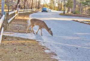 A deer sniffing the ground in the middle of a public road.