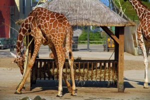 2 giraffes at a feeding station in a zoo